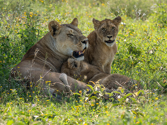 Lioness with cubs