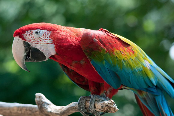 Green Wing Macaw