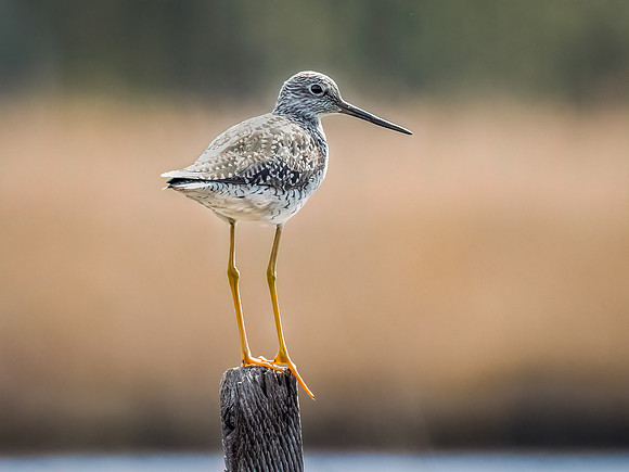 Greater Yellow Legs