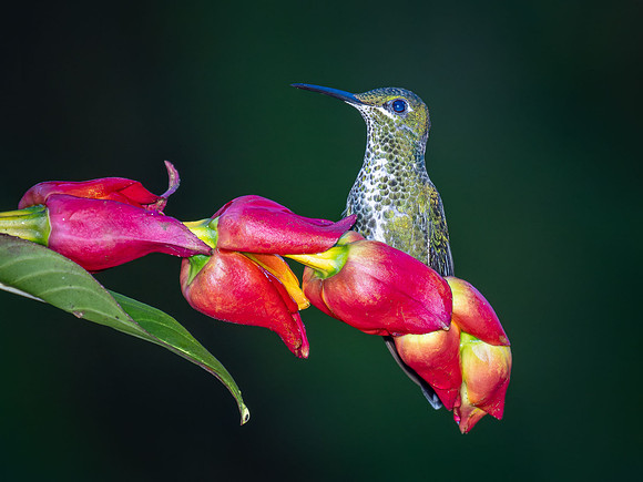 Green-crowned Brilliant, Juvenile