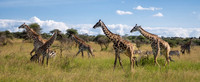 Giraffe