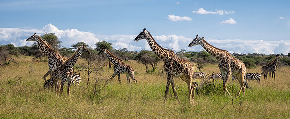 Giraffe