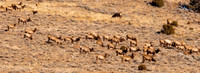 Elk Herd