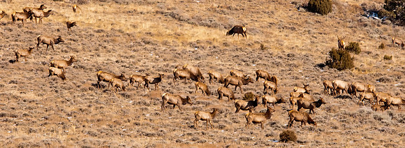 Elk Herd