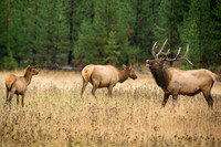 Bull, Cow, & Calf Elk