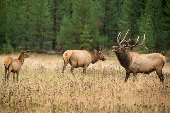 Bull, Cow, & Calf Elk