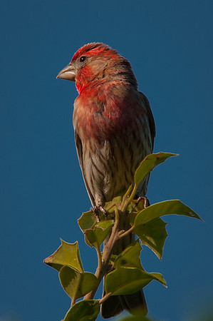 House Finch, Male