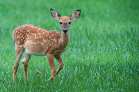 Fawn