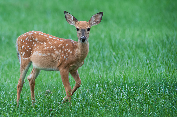 Fawn