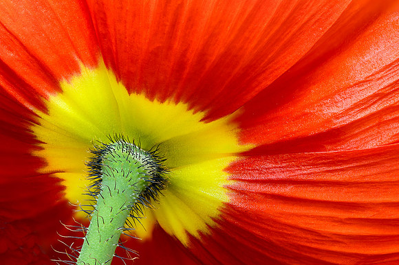 Icelandic Poppy