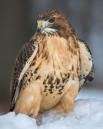 Red Tailed Hawk