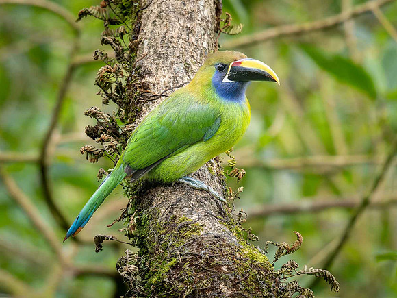 Northern Emerald Toucanet