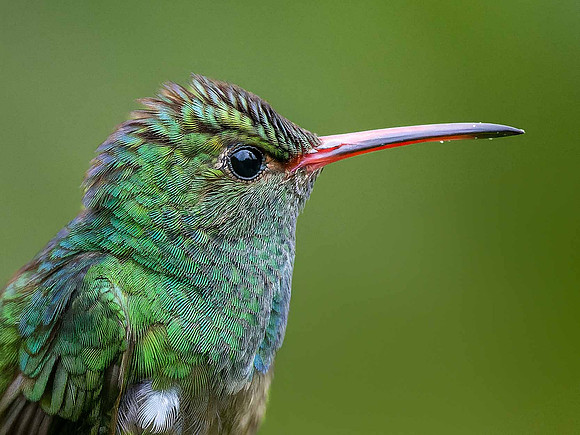 Rufous-tailed Hummingbird