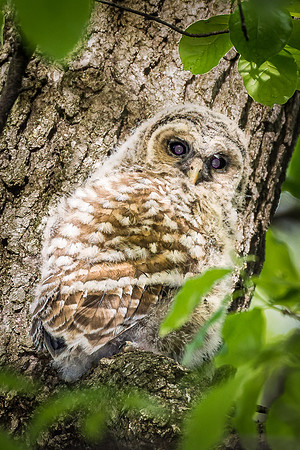 20210512-Barred Owls0048-Edit