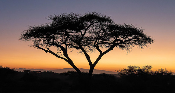 Acacia Tree at Sunrise