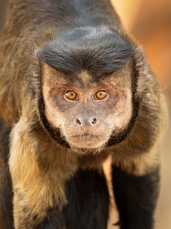 220914 Monkey Park 0156-DNG_DxO_DeepPRIME