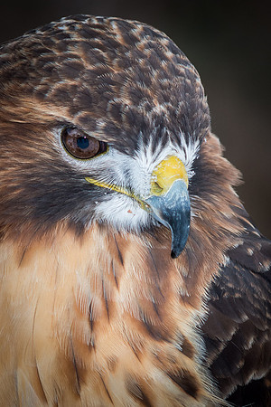 Red Tailed Hawk