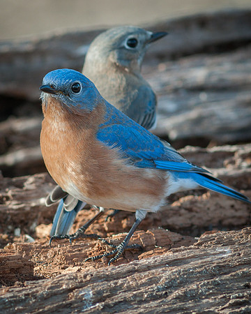 Eastern Bluebird Pair