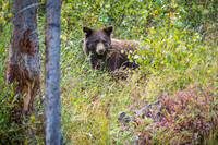 Black Bear Cub
