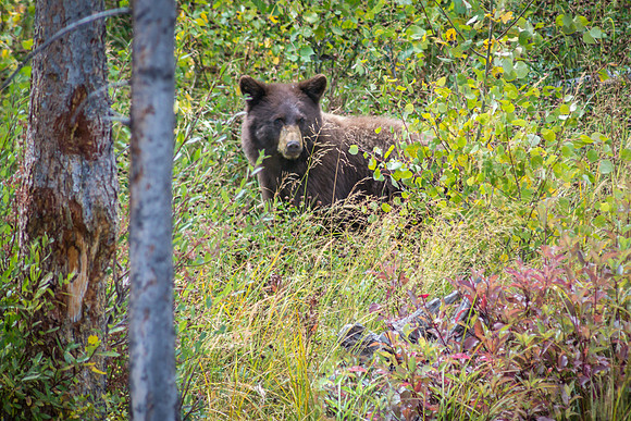 Black Bear Cub
