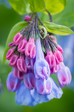 Bluebell Buds