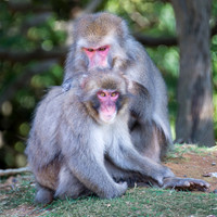 Japanese macaque