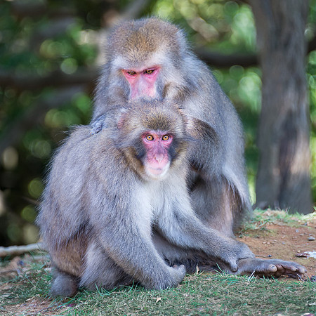 Japanese macaque