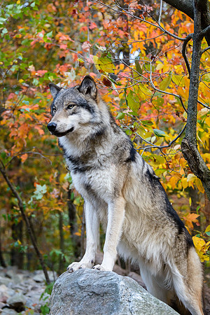 Timber Wolf