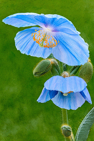 Himalayan Blue Poppy, Textured