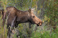 Moose Cow