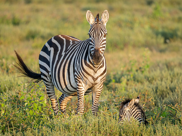Zebras