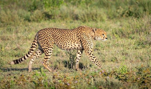 Cheetah