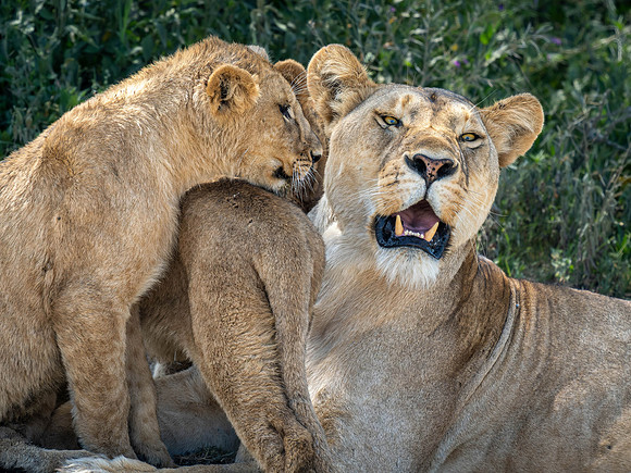 Lioness with cubs