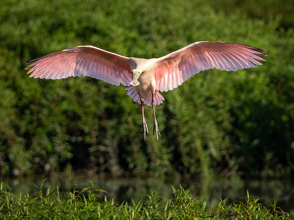 Roseate Spoonbill in Flight
