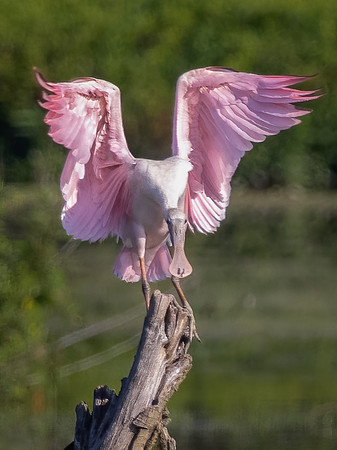 Roseate Spoonbill Landing