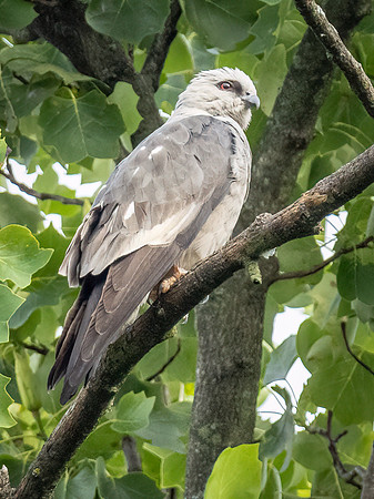 Mississippi Kite
