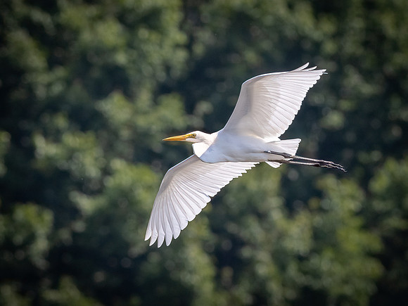 Great Egret in Flight