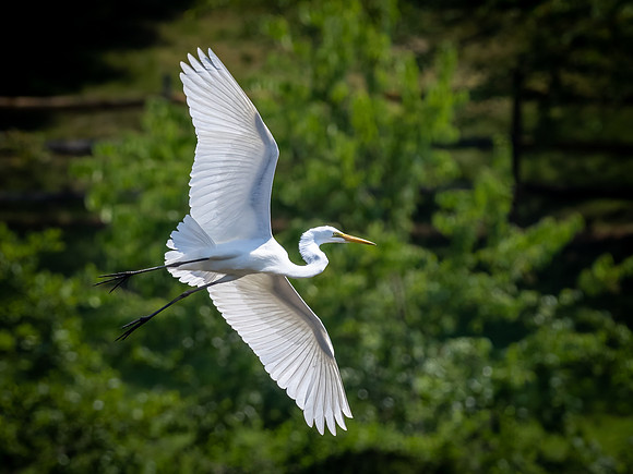 Great Egret in Flight