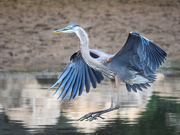 Great Blue Heron Landing