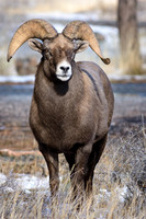 Ram