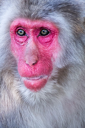 Japanese macaque