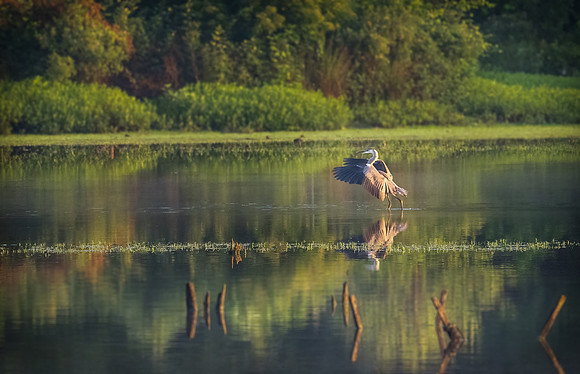 Great Blue Heron in Early Morning Light