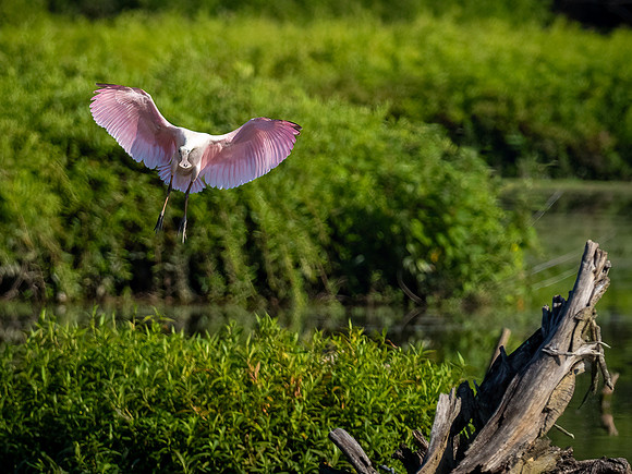 Roseate Spoonbill in Flight