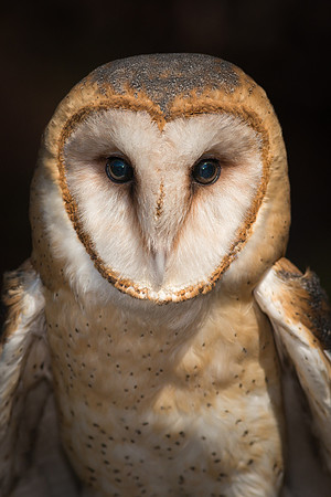 Barn Owl