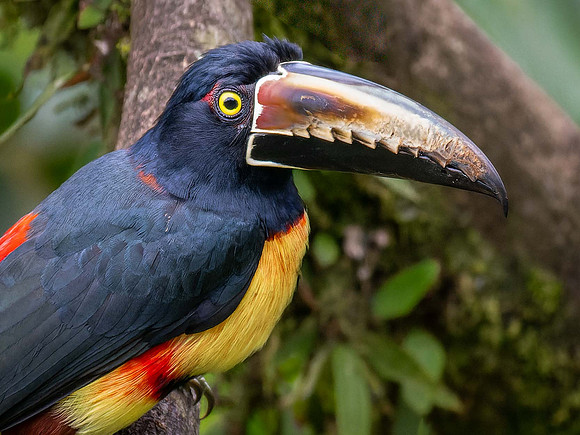 Collared Aracari