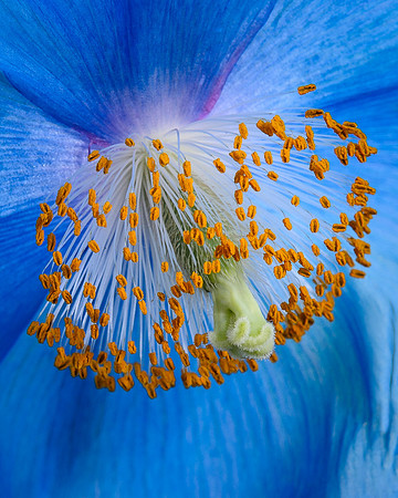 Himalayan Blue Poppy
