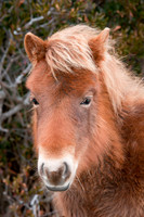 Yearling 2