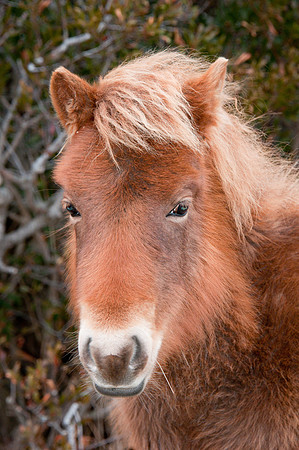 Yearling 2