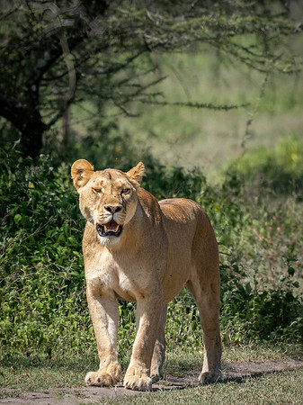 Lioness