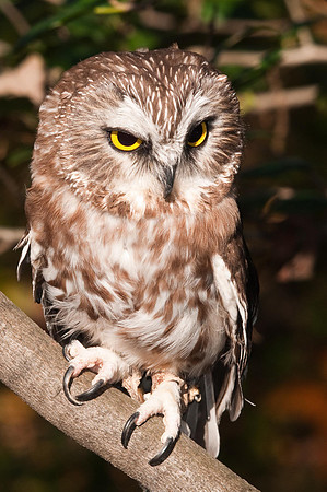Northern Saw Whet Owl